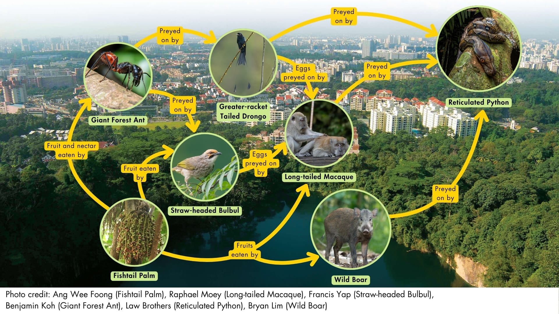 Food webs in our primary forests